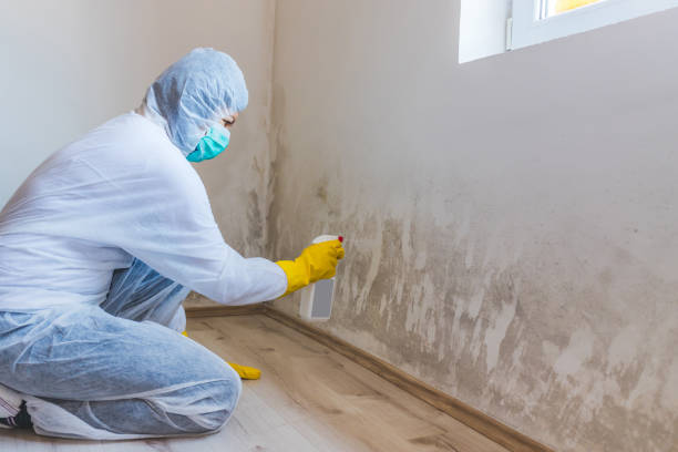 Licensed Basement Mold Removal service in Marlton, NJ - WQB Mold Removal