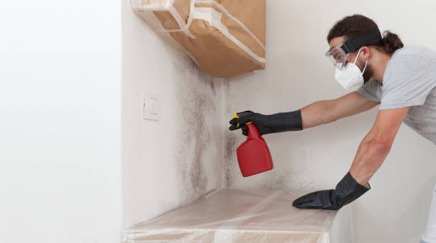 Professional Basement Mold Removal technician working in Marlton, NJ