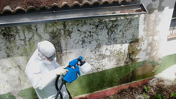 Top rated local Basement Mold Removal specialists in Marlton, NJ